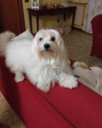 MALTESINO per accoppiamento