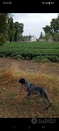 Setter inglese