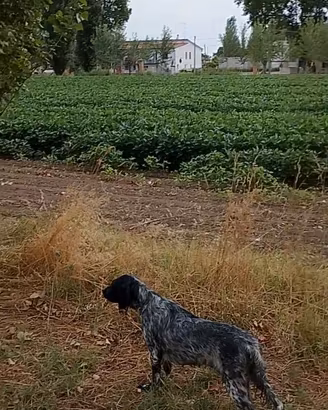 Setter inglese