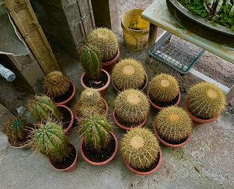 Cactus Echinocactus grusonii e Stetsonia coryne.