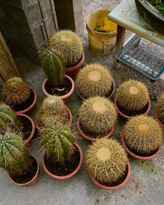 Cactus Echinocactus grusonii e Stetsonia coryne.