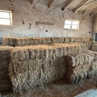 Fieno di erba medica