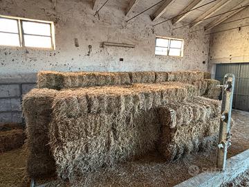 Fieno di erba medica