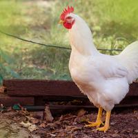 Uova di galline livornesi