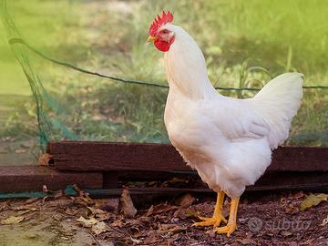 Uova di galline livornesi