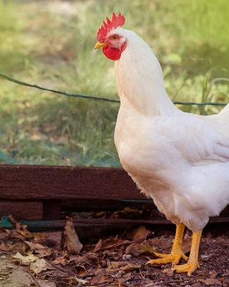 Uova di galline livornesi