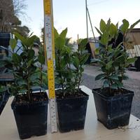 allori (laurus nobilis)