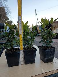 allori (laurus nobilis)