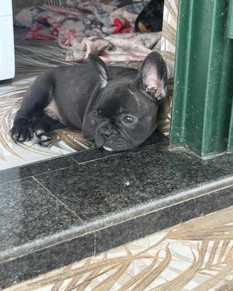 Cuccioli bulldog francese