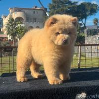 Chow chow femmina crema