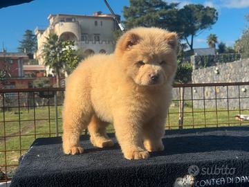 Chow chow femmina crema