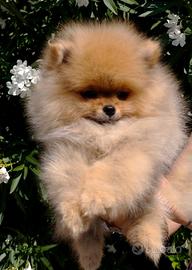 Spitz nano ( volpino di Pomerania )