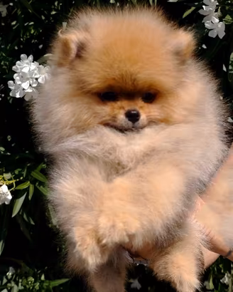 Spitz nano ( volpino di Pomerania )