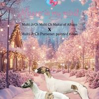 In arrivo cuccioli whippet