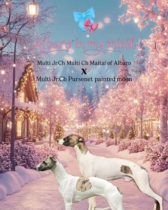 In arrivo cuccioli whippet