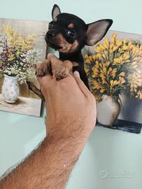 Cucciola di pincher chihuahua