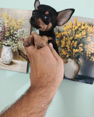 Cucciola di pincher chihuahua