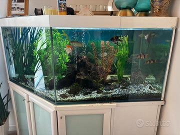 Acquario tropicale completo 350 litri