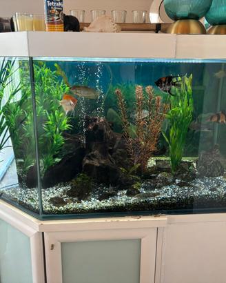 Acquario tropicale completo 350 litri