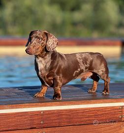 Disponibile per monta bassotto kaninchen arlecchin