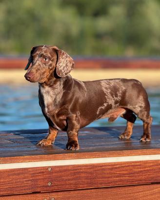 Disponibile per monta bassotto kaninchen arlecchin