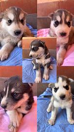 Husky-Slovacco