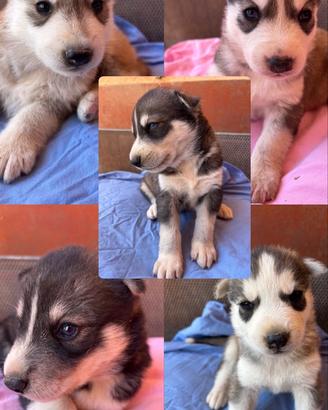 Husky-Slovacco