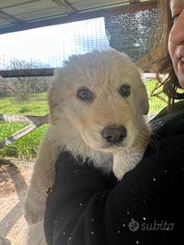 Bambolina stupenda da amare