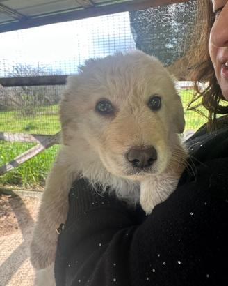 Bambolina stupenda da amare