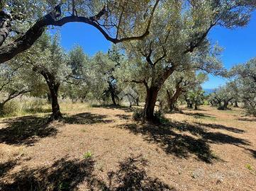 TER. AGRICOLO A NOCERA TERINESE