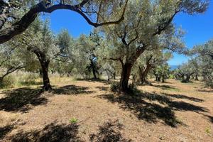 TER. AGRICOLO A NOCERA TERINESE