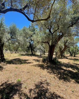 TER. AGRICOLO A NOCERA TERINESE