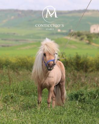 Stalloncino Falabella