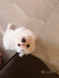 Cucciola di Bichon Maltese Mini Toy 