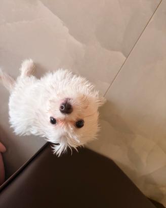 Cucciola di Bichon Maltese Mini Toy 