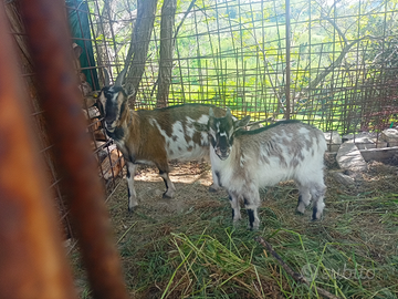 Caprepretta piccola taglia