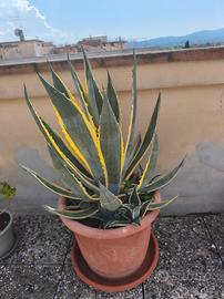 ributti agave piantine