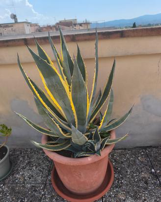 ributti agave piantine