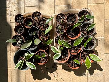 Varietà di Hoya (fiori di cera) alcune rare