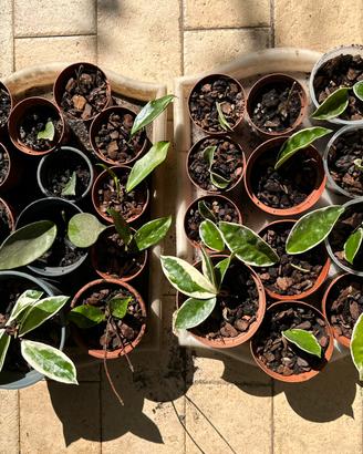 Varietà di Hoya (fiori di cera) alcune rare