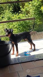 Rimasto pincher nero