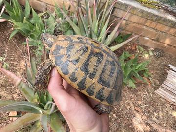 Tarta femmina riproduttiva