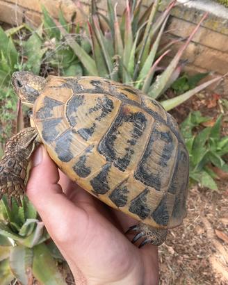 Tarta femmina riproduttiva