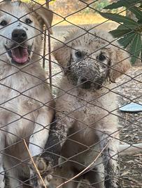 Aiuto per questi cuccioli