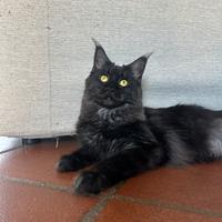 Maine coon black smoke
