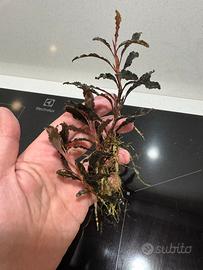 Potature bucephalandra e anubias nana