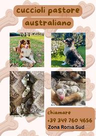 Cuccioli Pastore Australiano