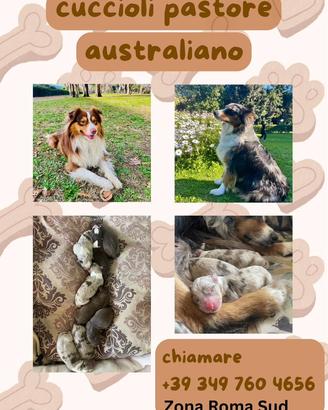 Cuccioli Pastore Australiano
