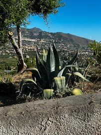 Agave Americana