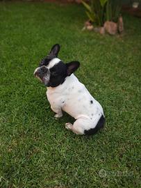 Bulldog francese